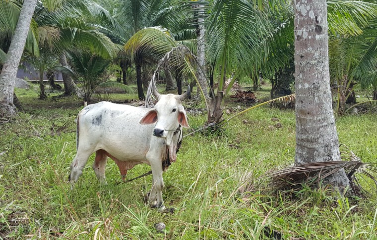 A cow in a field on the Borneo coastal bicycle tour.
