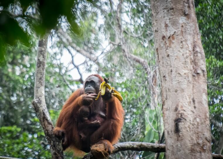 orangutan sitting on a branch and eating bananas