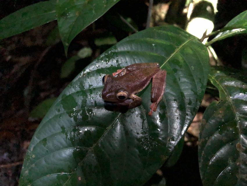brown frog sitting on a large wet leaf in the Kubah national park