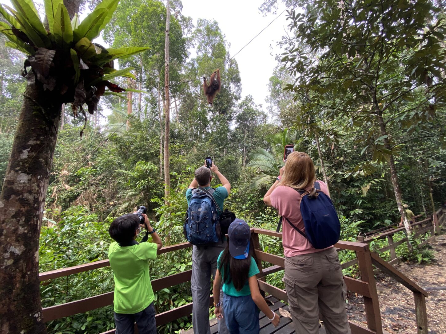 Kuching Orangutan Tour At Semenggoh Wildlife Centre Paradesa Borneo