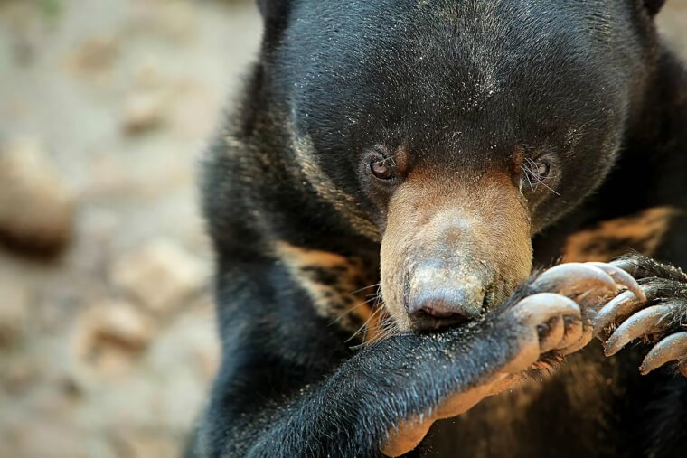 close up of a black bear with a light brown nose on a kinabatangan river tour