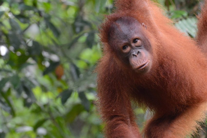 orangutan up close on a Borneo orangutan tour