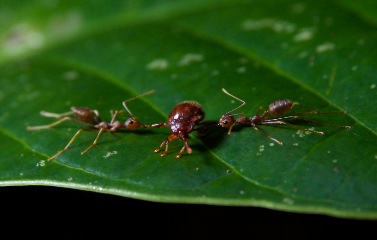 two ants carrying a beetle over a large green leaf