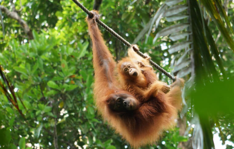 an adult and a baby orangutan swinging on a rope in the Semenggoh Orangutan Sanctuary