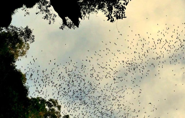 a flock of birds in the sky over the Borneo rainforest