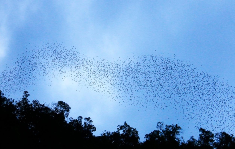 A stream of bats flying out of Deer Cave each evening to feed. Part of Niah and Mulu Heritage sites article