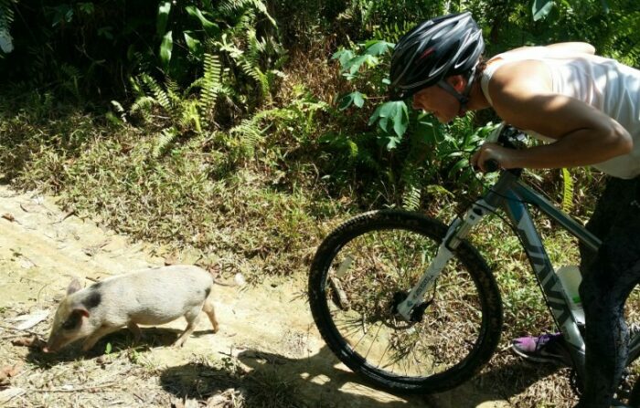 A piglet crossing your cycling trail looking for food.