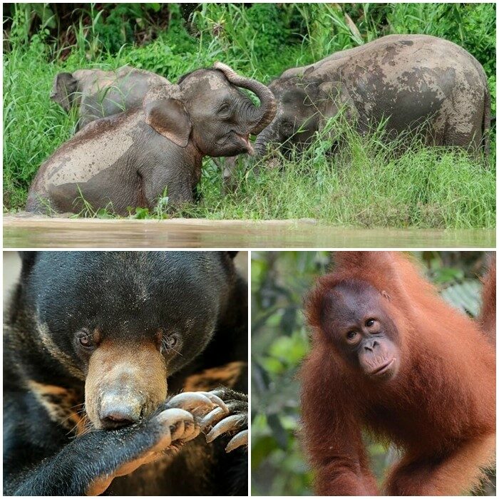 Picture montage of pygmy elephants, Bornean Sunbear and juvenile orangutan.