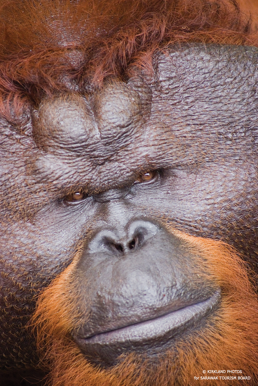 Borneo Holidays-Aman Orangutan Pongo pygmaeus pygmaeus with Paradesa Borneo