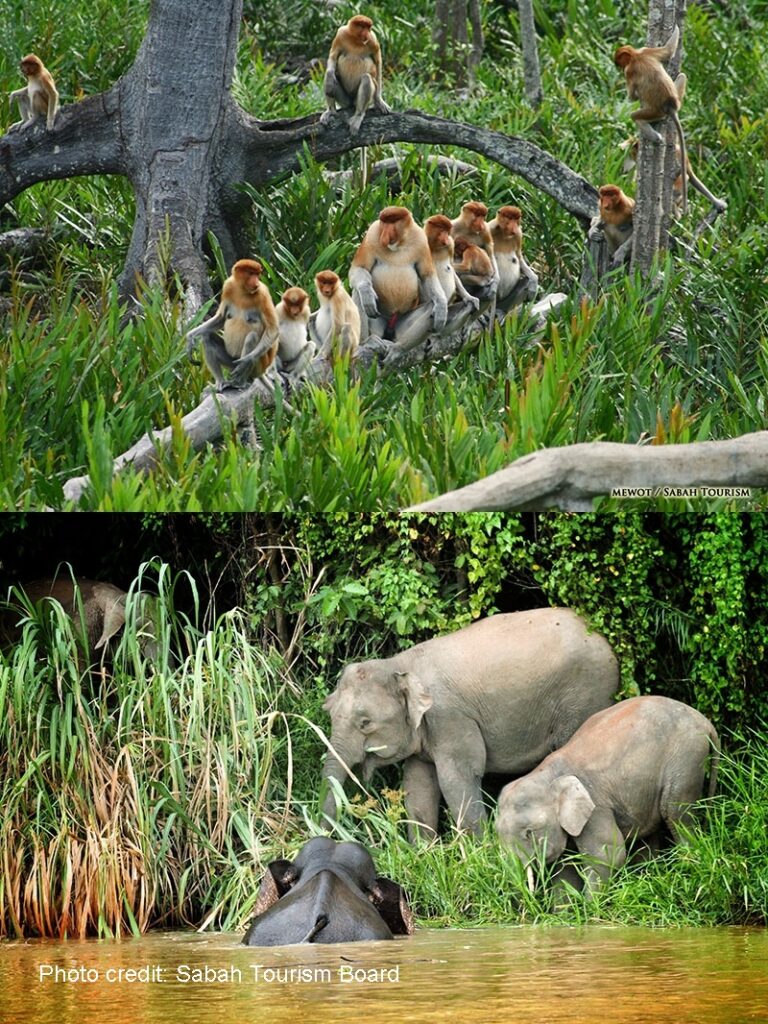 Borneo Holidays-Harem of Proboscis monkeys and pygmy elephants Kinabatangan River with Paradesa Borneo