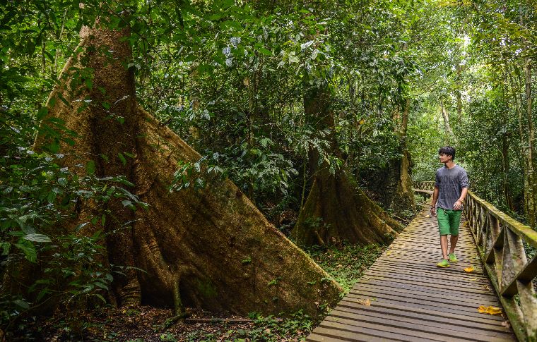 A man walking on a the plank looking at a giant buttress root at Niah National Park. Part of Niah and Mulu Heritage sites article 