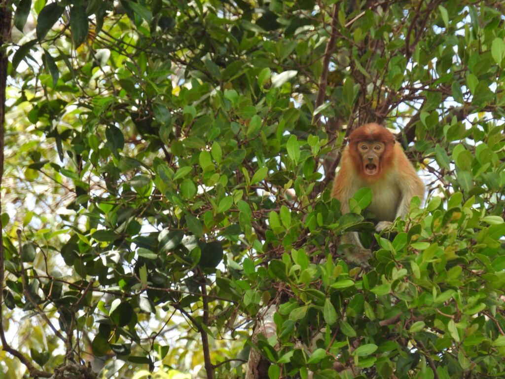 A juvenile proboscis looking at the camera sitting on a branch at Maludam National Park